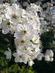 White flowers of blossoming apple tree on the tree in spring. Rain drops on petals.