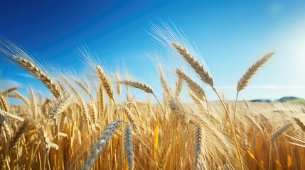 Fototapeta premium harvest beer barley