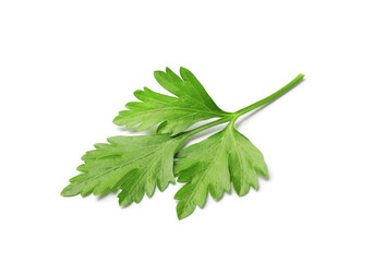 Sprig of fresh parsley isolated on white