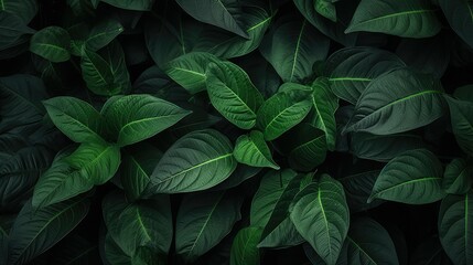 leaves dark green texture background