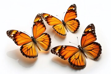 Minimalist Photography: Three Orange Butterflies with Black Borders on White Background
