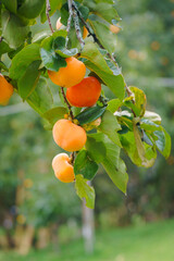 Persimmon tree fresh fruit that is ripened is hanging on the branches in the plant garden is juicy...