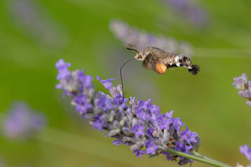 Macroglossum stellatarum