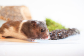 Black and white syrian hamster in a studio