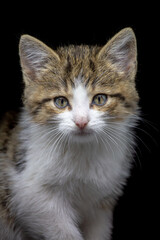 Portrait of a small tabby striped brown kitty staring to a camera, studio shot, black background