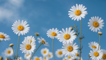 Fototapeta premium field of white daisies against a clear blue sky with vibrant yellow centers in a natural summer setting