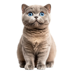 Fototapeta premium Blue-Eyed Kitten Portrait, charming gray feline with striking eyes sitting against a pristine white background on a transparent background.