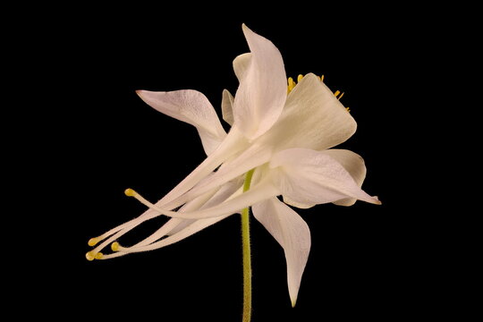 Blue Columbine (Aquilegia coerulea). Flower Closeup