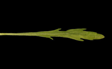 Flax-Leaf Fleabane (Erigeron bonariensis). Basal Leaf Closeup