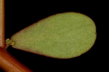 Common Purslane (Portulaca oleracea). Leaf Closeup