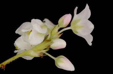 Buckwheat (Fagopyrum esculentum). Inflorescence Detail Closeup
