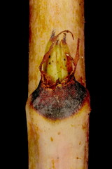 Raspberry (Rubus idaeus). Lateral Bud Closeup