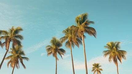 fronds palm trees landscape