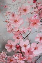 Beautiful cherry blossom flower at full blooming in Spring.