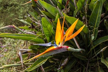  Close up view of Flower of a bird of paradise (Strelitzia)