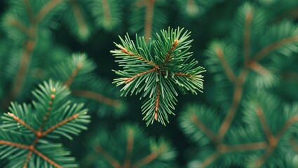 Close-up of evergreen pine branches with detailed needles and rich green colors creating a natural background texture