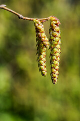 Close-up of the hazelnut inflorescence in a park in Wiesbaden
