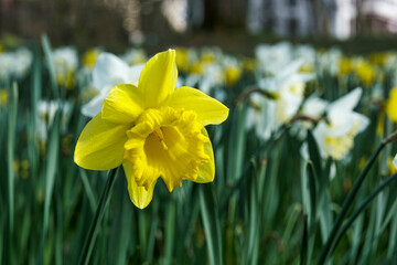 Close-up of yellow flowering daffodils in the spa gardens of Wiesbaden