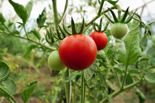 Pomidory, szklarnia, uprawa i zbiory pomidor&oacute;w. Dojrzałe pomidory i niedojrzałe pomidory w tle. Plantacja z pomidorami. Soczyste i ekologiczne, zdrowe pomidory.