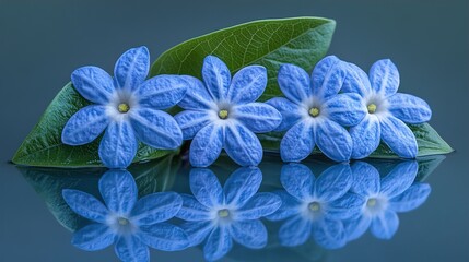forget me not flowers