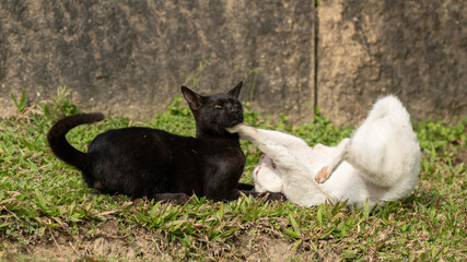 A white cat and a black cat are fighting.