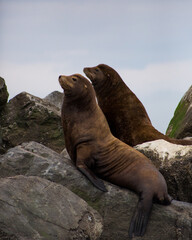 sea lions on rocks