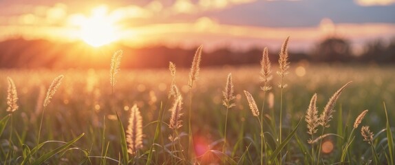 Obraz premium Sunset over grassy field with tall ornamental grass illuminated by soft golden light and dramatic cloud formations in background