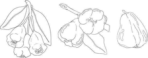 Vector, line Pink apple or red java apple, buah jambu or wax apple, semarang rose. Tropical edible food icon