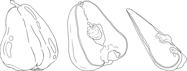 Vector, line Pink apple or red java apple, buah jambu or wax apple, semarang rose. Tropical edible food icon