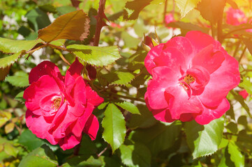 Rose flowers in the garden, closeup. Summer flower of red roses under summer sunlight, summer flower landscape