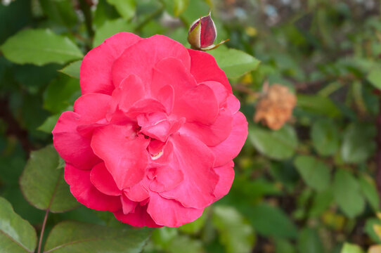 Summer flower of red rose blooming in the summer garden, summer flower landscape