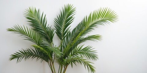 Indoor potted palm plant with lush green leaves against a plain white wall for natural decor background