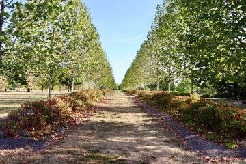 The rows of trees in the countryside field on a sunny day.