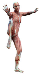 3D Rendering Male Anatomy Figure on White