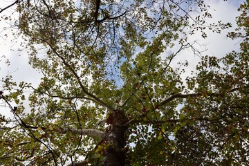 A view of the tall trees in the forest with a sky background.