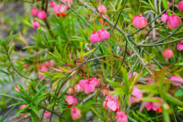 Euonymus koopmanni Lauche or Euonymus nanus - genus of woody plants in the family celastraceae