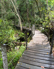 Obraz premium Wood path at Tsitsikamma national park, South Africa. Empty walkway and green trees
