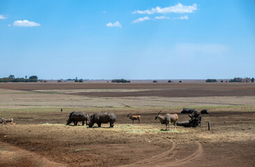 South African landscape, rhinoceroses, zebras and antelopes grazing.