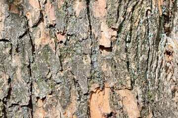 A close view of the old tree bark surface.