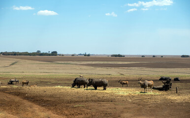 South African landscape, rhinoceroses, zebras and antelopes grazing.