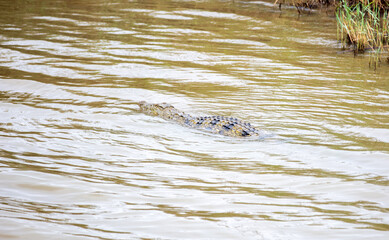 South Africa, Crocodile swimming in the water, iSimangaliso Wetland Park, St Lucia.
