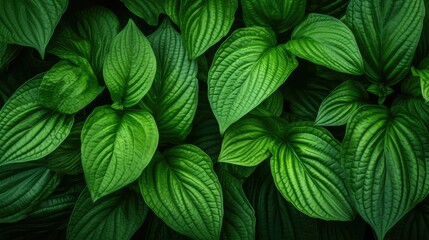 leaves textured green background