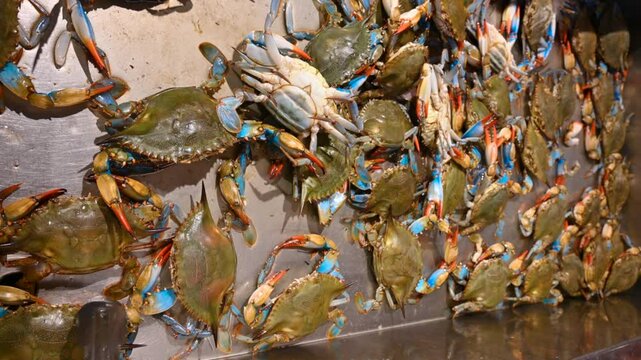 New York, United States, August 18, 2024. Blue crabs for sale at a Harlem supermarket. They are alive, their claws are moving. Local food and lifestyles.