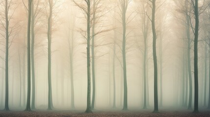 mist forest tree line