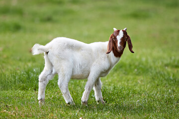 Obraz premium A young African boer goat with a white body and a brown head is standing on a grassy field, with long, floppy ears and a blurred green background.