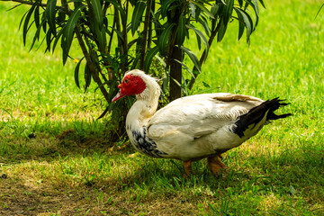 Ornithological park is located in Adler (Sirius). Muscovy duck with  characteristic red face stands on lush green lawn surrounded by tall grass and plants, showing off in serene natural setting.