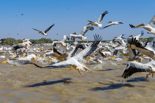 Parco nazionale degli uccelli di Djoudj in senegal a Saint Louis
