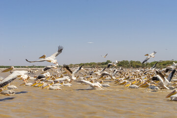 Parco nazionale degli uccelli di Djoudj in senegal a Saint Louis