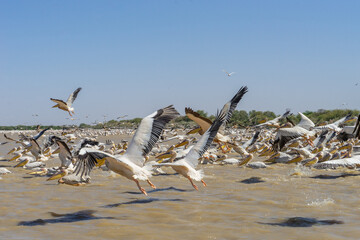 Parco nazionale degli uccelli di Djoudj in senegal a Saint Louis