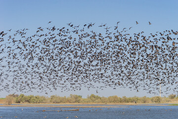 Parco nazionale degli uccelli di Djoudj in senegal a Saint Louis